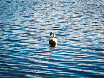 Swan swimming in lake