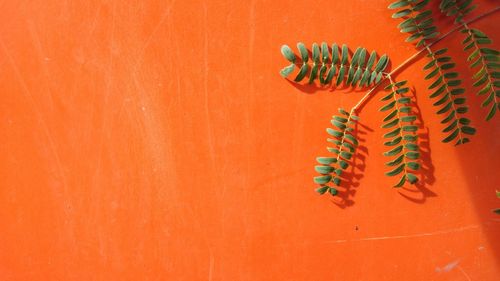 Close-up of caterpillar on orange wall