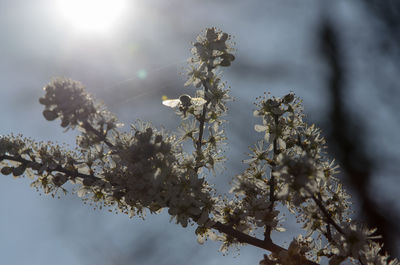 Low angle view of cherry blossoms against sky