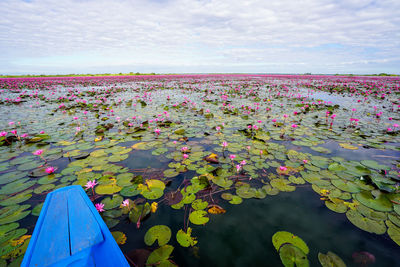 Pink water lily in lake against sky