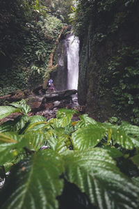 Scenic view of waterfall in forest
