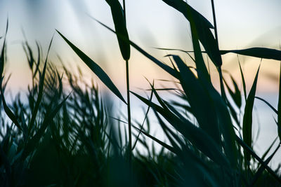 Close-up of stalks against sky during sunset