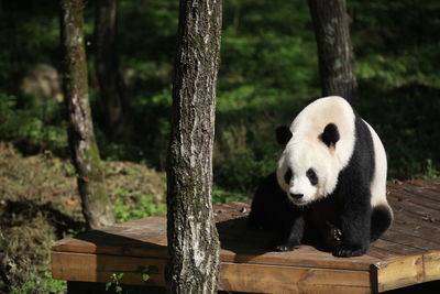 View of an animal sitting on wood