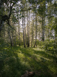 Trees in forest