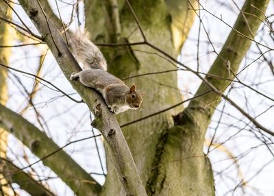 Low angle view of grey squirrel on tree