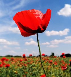 Close-up of red poppy on field against sky