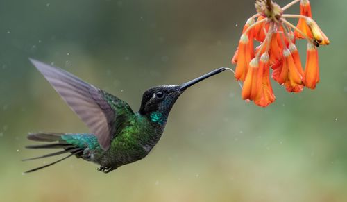 Close-up of hummingbird flying by orange flowers 