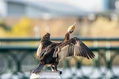 Close-up of a bird flying