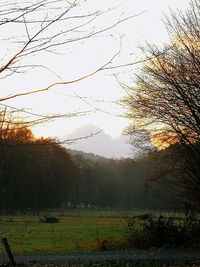 Scenic view of trees on field against sky during sunset