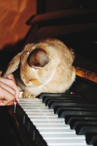 Close-up of hand playing piano