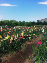 Red tulips blooming on field against sky