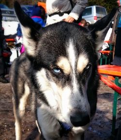 Close-up portrait of dog