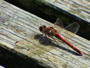 Close-up of dragonfly on wooden plank