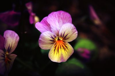 Close-up of flowers