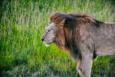 Animal grazing on grassy field