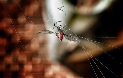 Close-up of spider web