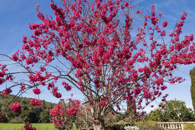 Low angle view of pink flowering tree against sky