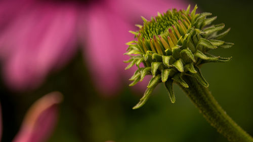 Close-up of pink flowering plant