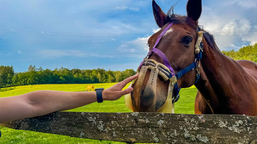 Horse standing on field