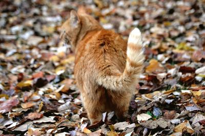 Close-up of ginger cat on field