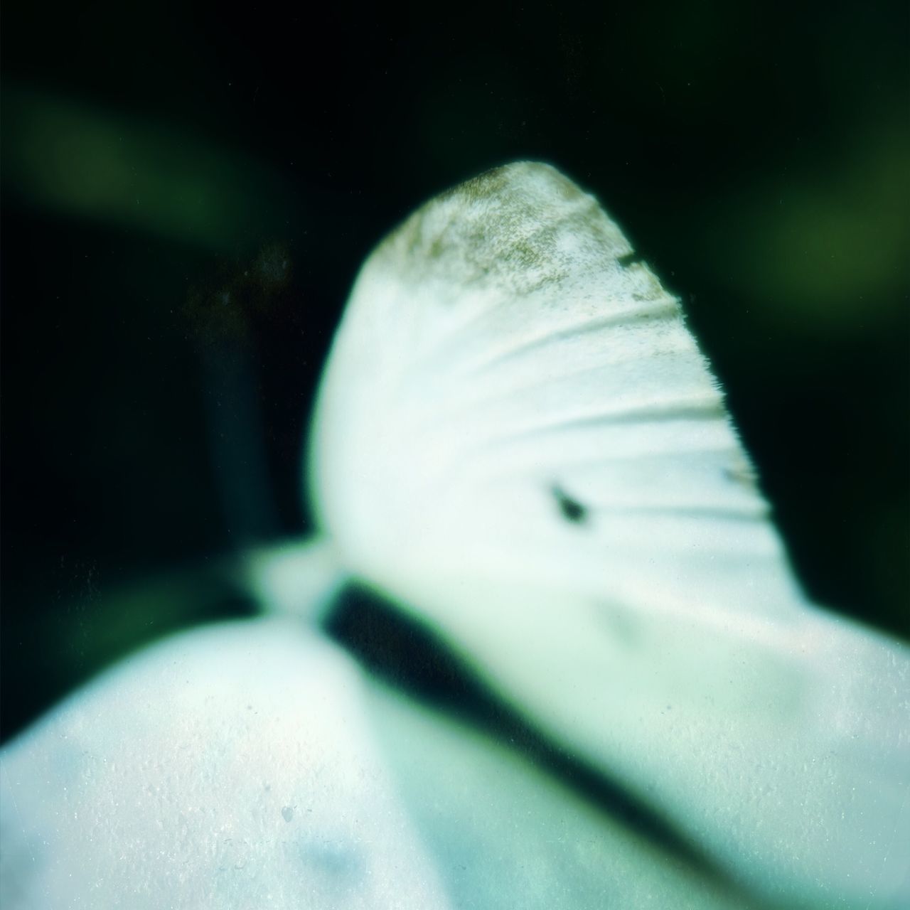 Ghost butterfly