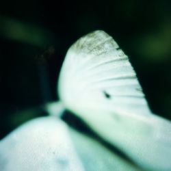 Close-up of plant against blurred background