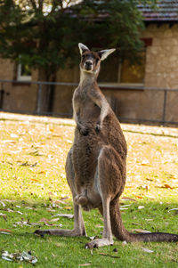 Close-up of kangaroo on grass