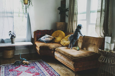 Dog looking through window while standing on sofa at home