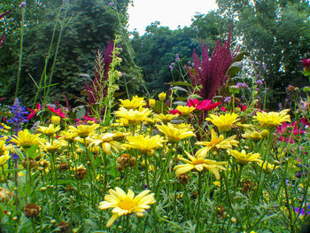 Close-up of yellow flowering plants in garden