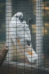 View of monkey in cage at zoo