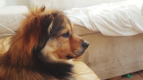 Close-up of a dog resting on bed