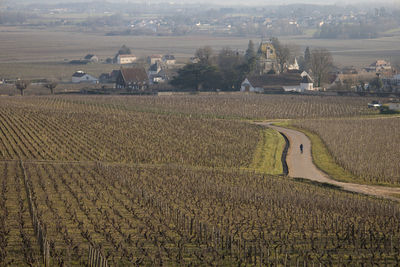 Scenic view of agricultural field