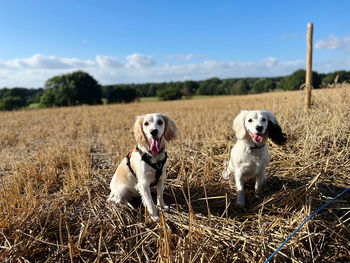 Mother and daughter dogs on field in summer time