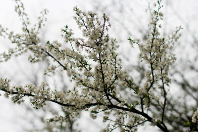 Low angle view of cherry blossom tree