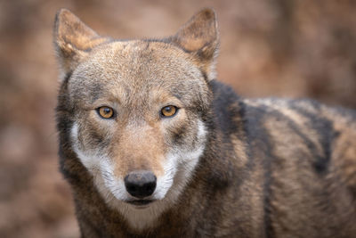 Close-up portrait of dog