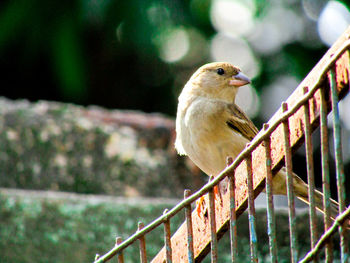 Close-up of bird perching on railing