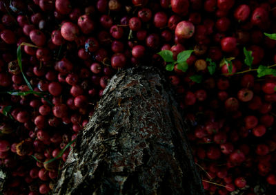 Low angle view of tree trunk