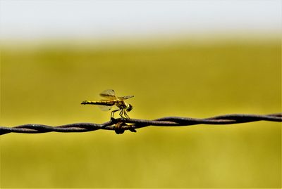 Close-up of barbed wire