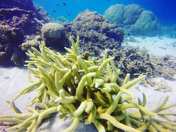 Close-up of coral in sea