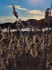 Plants growing on land against sky during sunset