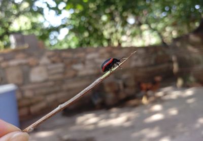 Close-up of a bird flying