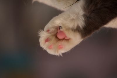 Close-up of hand feeding