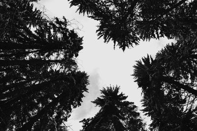 Low angle view of silhouette trees in forest against sky