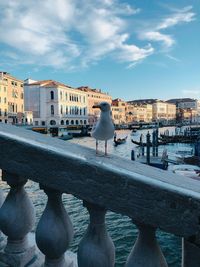 Seagull perching on wooden post in city against sky