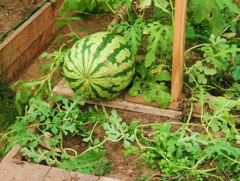 High angle view of fruits growing in farm