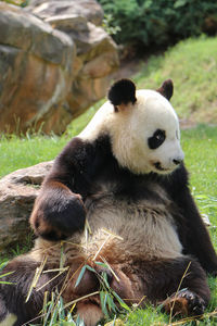 View of an animal relaxing on land