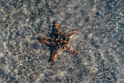 Starfish on sand