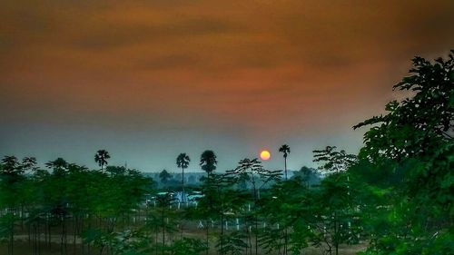 Trees against sky during sunset