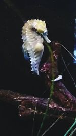 Close-up of jellyfish in water