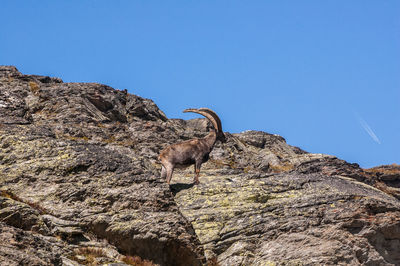 Low angle view of giraffe on rock against sky